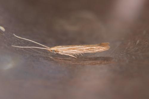 Coleophora follicularis